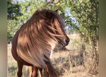 Ponis Shetland, Yegua, 7 años, 96 cm, Alazán