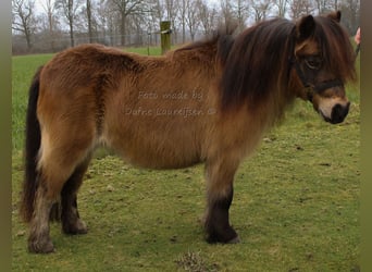 Ponis Shetland, Yegua, 7 años, Castaño