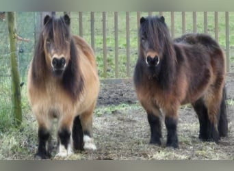 Ponis Shetland, Yegua, 7 años, Castaño