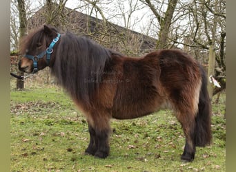 Ponis Shetland, Yegua, 7 años, Castaño