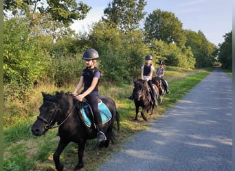 Ponis Shetland, Yegua, 8 años, 104 cm, Negro