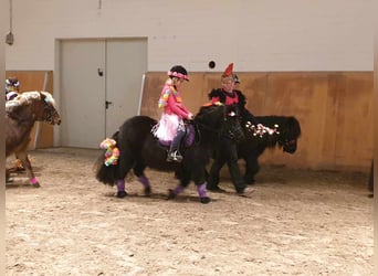 Ponis Shetland, Yegua, 8 años, 104 cm, Negro