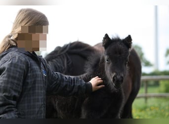 Ponis Shetland, Yegua, 8 años, 104 cm, Negro