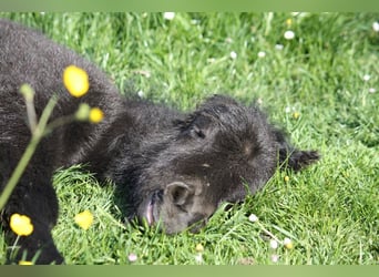 Ponis Shetland, Yegua, 8 años, 104 cm, Negro