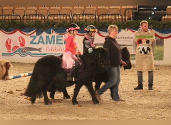 Ponis Shetland, Yegua, 8 años, 104 cm, Negro