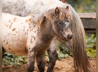 Ponis Shetland, Yegua, 8 años, 105 cm, Atigrado/Moteado