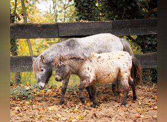 Ponis Shetland, Yegua, 8 años, 105 cm, Atigrado/Moteado