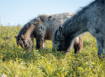 Ponis Shetland, Yegua, 8 años, 105 cm, Atigrado/Moteado