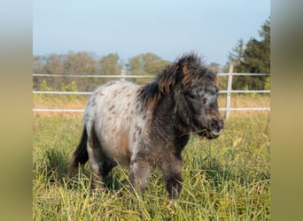 Ponis Shetland, Yegua, 8 años, 105 cm, Atigrado/Moteado