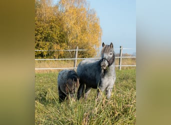 Ponis Shetland, Yegua, 8 años, 105 cm, Atigrado/Moteado