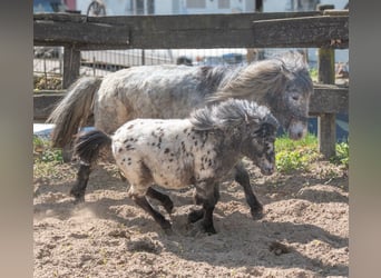 Ponis Shetland, Yegua, 8 años, 105 cm, Atigrado/Moteado