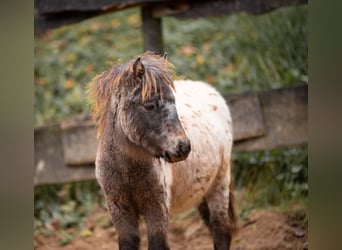 Ponis Shetland, Yegua, 8 años, 105 cm, Atigrado/Moteado
