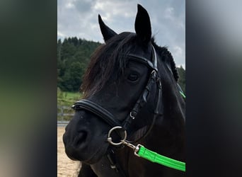 Ponis Shetland, Yegua, 8 años, 105 cm, Negro