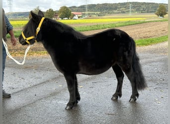 Ponis Shetland, Yegua, 8 años, 105 cm, Negro