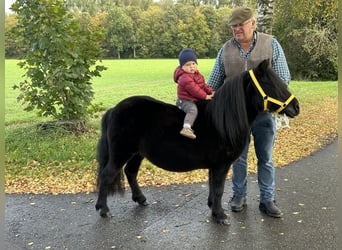 Ponis Shetland, Yegua, 8 años, 105 cm, Negro