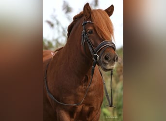 Ponis Shetland, Yegua, 8 años, 106 cm, Alazán-tostado
