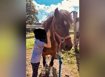 Ponis Shetland, Yegua, 8 años, 110 cm, Castaño oscuro