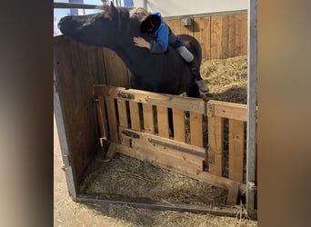 Ponis Shetland, Yegua, 8 años, 113 cm, Morcillo