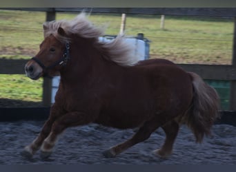 Ponis Shetland, Yegua, 8 años, 117 cm, Alazán