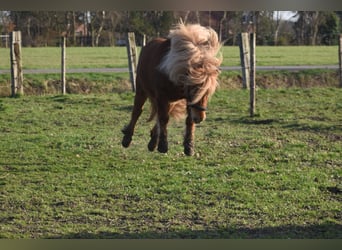 Ponis Shetland, Yegua, 8 años, 117 cm, Alazán