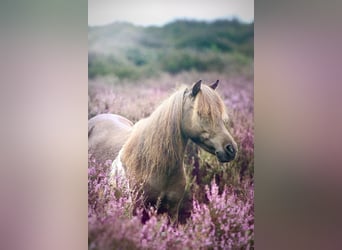 Ponis Shetland, Yegua, 8 años, 85 cm, Pío