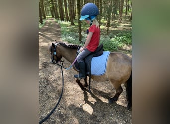 Ponis Shetland, Yegua, 8 años, 90 cm, Castaño oscuro