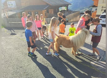 Ponis Shetland, Yegua, 8 años