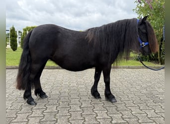 Ponis Shetland, Yegua, 8 años, Negro