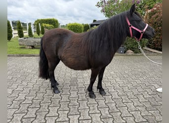 Ponis Shetland, Yegua, 8 años, Negro