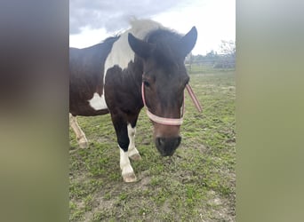 Ponis Shetland, Yegua, 9 años, 105 cm, Pío