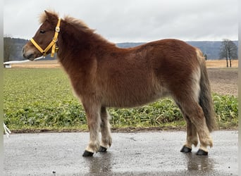 Ponis Shetland, Yegua, 9 años, 108 cm, Alazán