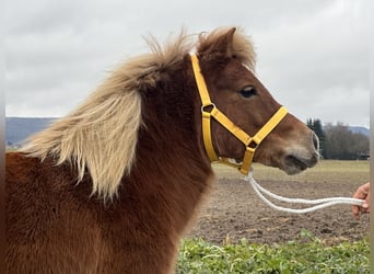 Ponis Shetland, Yegua, 9 años, 108 cm, Alazán