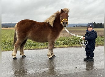 Ponis Shetland, Yegua, 9 años, 108 cm, Alazán