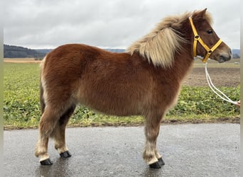 Ponis Shetland, Yegua, 9 años, 108 cm, Alazán