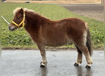 Ponis Shetland, Yegua, 9 años, 108 cm, Alazán