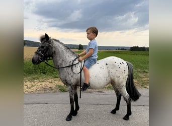 Ponis Shetland, Yegua, 9 años, 110 cm, Atigrado/Moteado