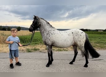 Ponis Shetland, Yegua, 9 años, 110 cm, Atigrado/Moteado