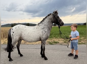 Ponis Shetland, Yegua, 9 años, 110 cm, Atigrado/Moteado