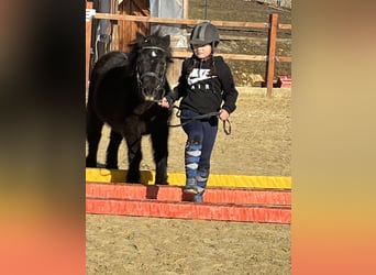 Ponis Shetland, Yegua, 9 años, 110 cm, Negro