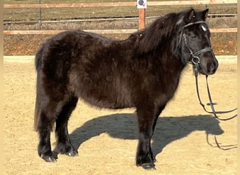 Ponis Shetland, Yegua, 9 años, 110 cm, Negro