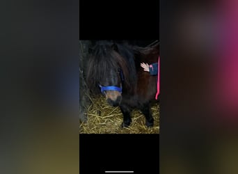 Ponis Shetland, Yegua, 9 años, 80 cm, Castaño