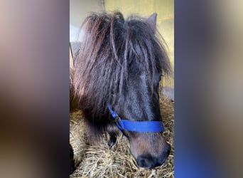 Ponis Shetland, Yegua, 9 años, 80 cm, Castaño