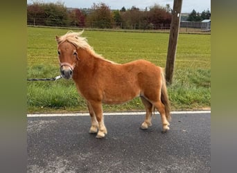 Ponis Shetland, Yegua, 9 años, 85 cm