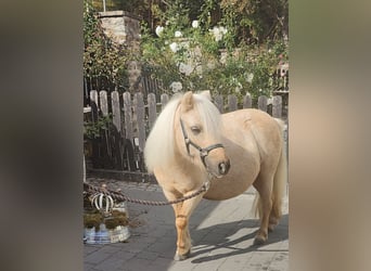 Ponis Shetland, Yegua, 9 años, 87 cm, Palomino
