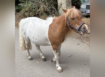 Ponis Shetland, Yegua, 9 años, 92 cm, Pío