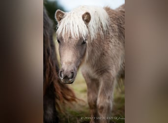 Ponis Shetland, Yegua, Potro (04/2024), 100 cm, Alazán