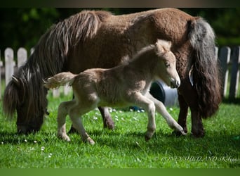 Ponis Shetland, Yegua, Potro (04/2024), 100 cm, Alazán