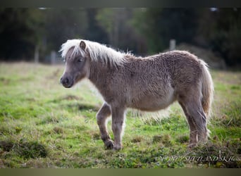 Ponis Shetland, Yegua, Potro (04/2024), 100 cm, Alazán