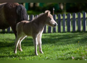 Ponis Shetland, Yegua, Potro (04/2024), 100 cm, Alazán