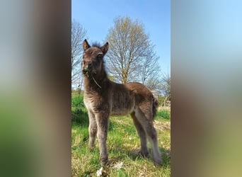 Ponis Shetland, Yegua, Potro (04/2026), 100 cm